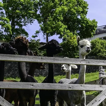 Bauernhof Alpakahof Wechs Bad Hindelang