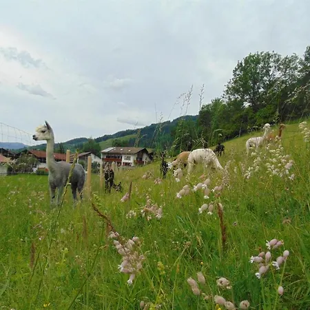 Bauernhof Alpakahof Wechs *