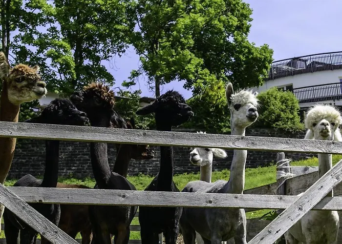 Farm stay Alpakahof Wechs Bad Hindelang