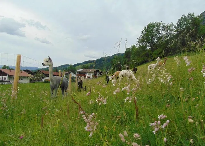 Farm stay Alpakahof Wechs *