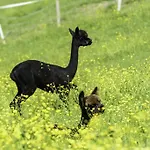 Alpakahof Wechs Farmház *